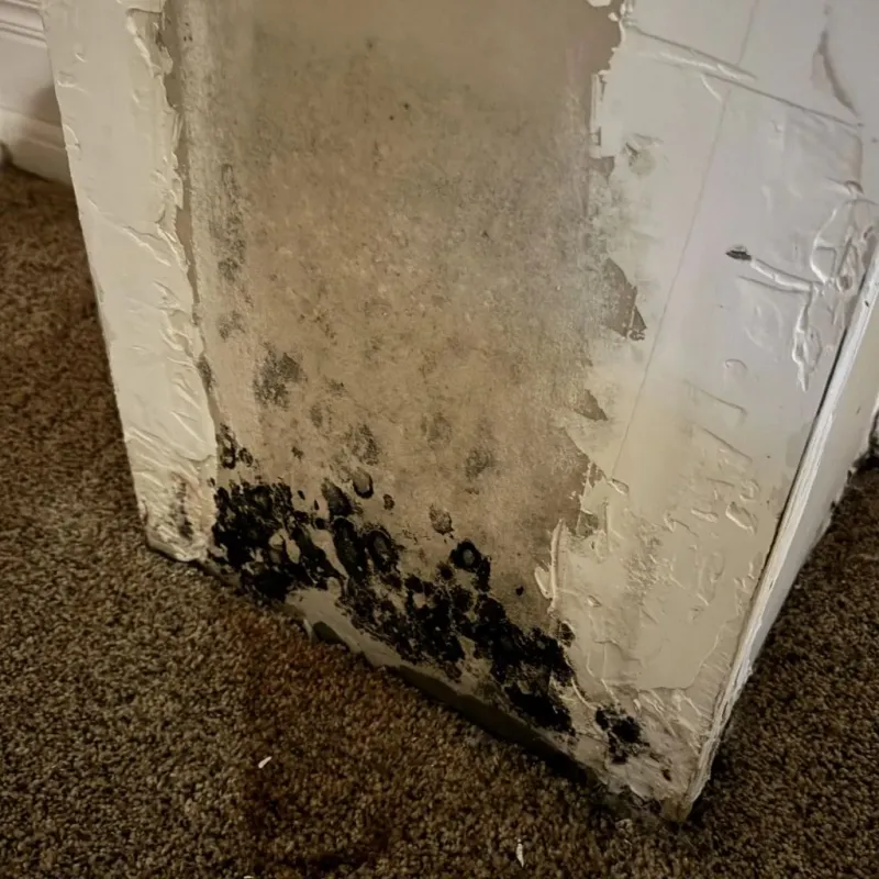 Professional Mold Removal in Sumner County, TN